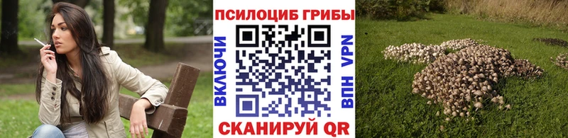 Псилоцибиновые грибы мицелий  Дубовка 